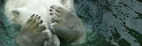 crying polar bear