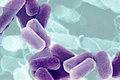 Is your washing machine harbouring disease and bacteria?