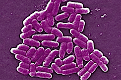 Nasty bacteria is probably lurking in your fridge salad drawer