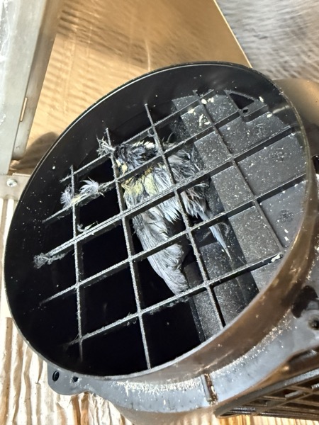 dead bird in cooker hood