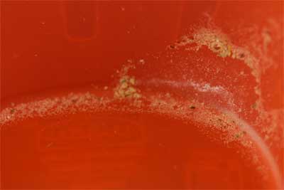 dishwasher residues which is actually burnt on food