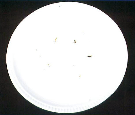 Example of residue left from a dishwasher not cleaning properly