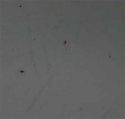 dishwasher residues which is actually burnt on food