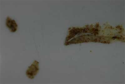 dishwasher residues which is actually burnt on food