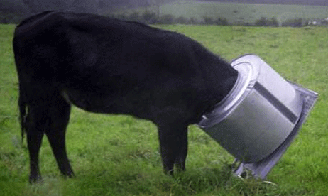 A cow stuck with it's head stuck in tumble dryer drum